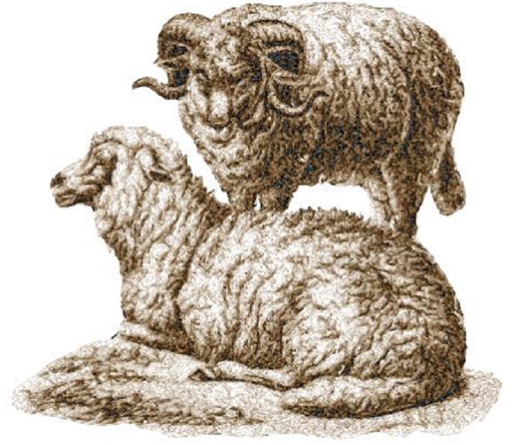 Sheep 