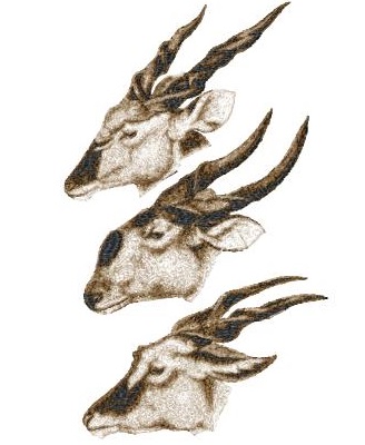 Antelope 