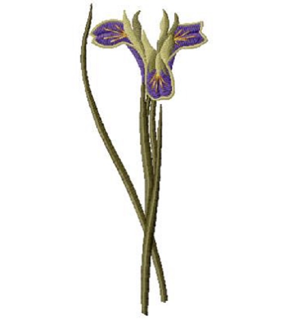 Iris Tuberosa