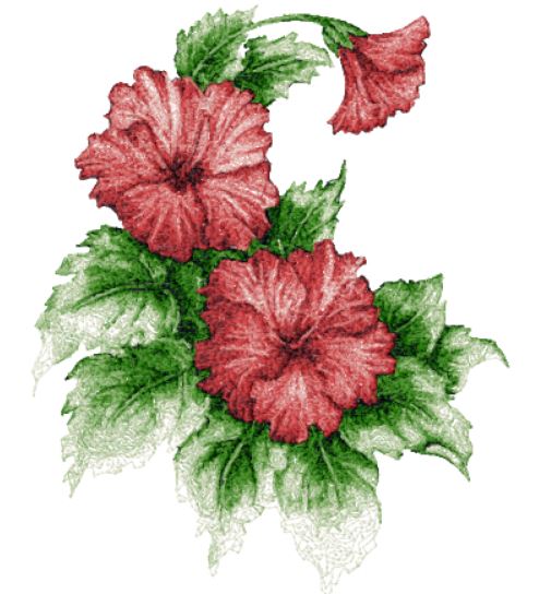 Hibiscus