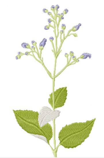 Water Figwort