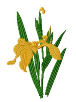 The Golden Iris