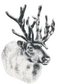 Elk