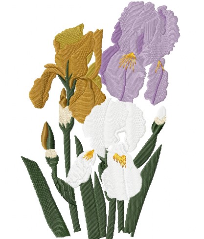 Iris Trio