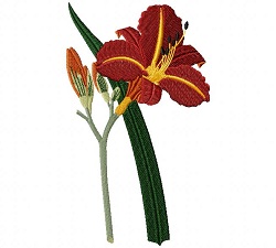 Tawny Day Lily 