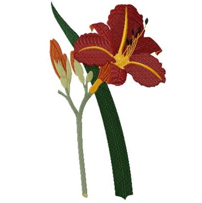 Tawny Day Lily Version 1 