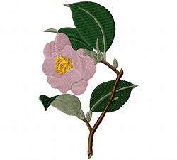 Rose Camelia 