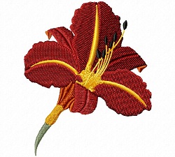 Tawny Day Lily A 