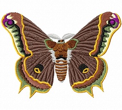 Moth 427 