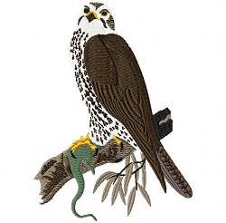 Saker Falcon 