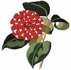 Presleys Victoria Queen Camellia 