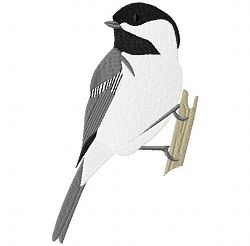 Black-Capped Chickadee 