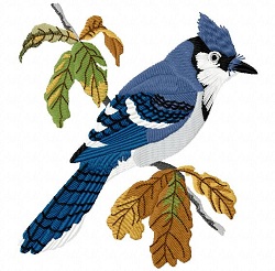 Blue Jay 