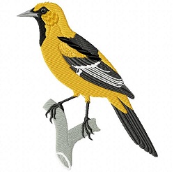 Baltimore Oriole 