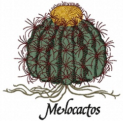 Melocactos 