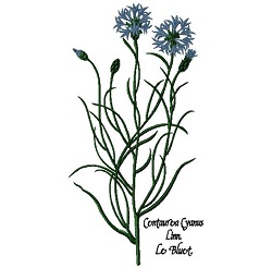 Cornflower 