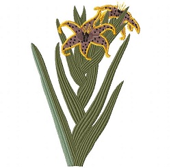 Ferraria undulata 