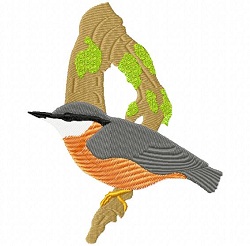 Eurasion Nuthatch 