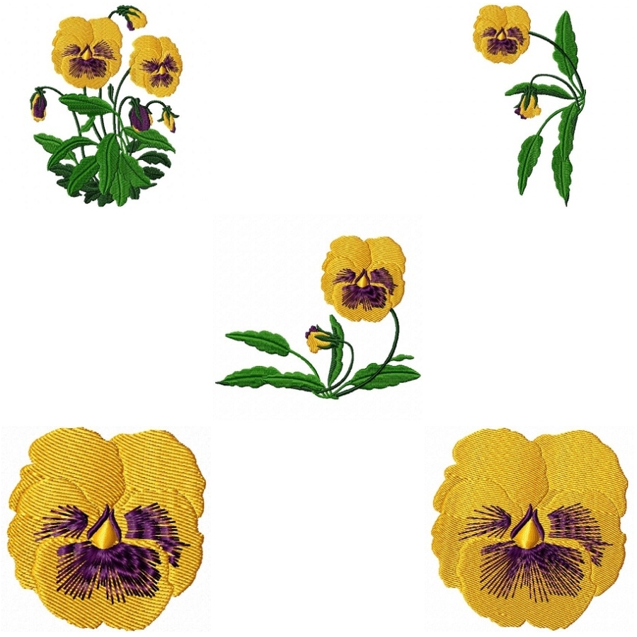 The Golden Pansy