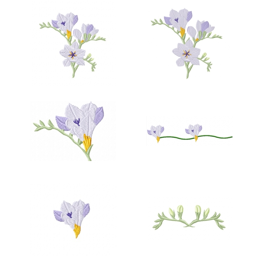 Freesia