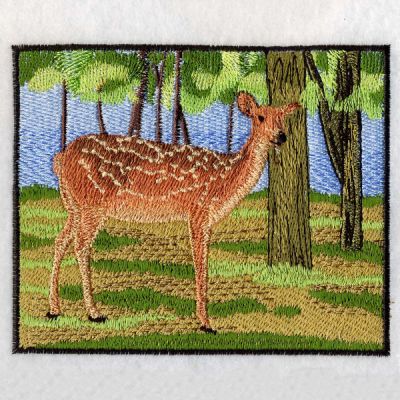 Spotted Deer -5