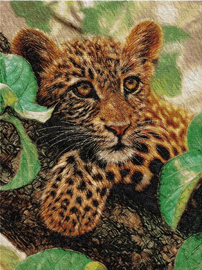 leopard, animals, picture, jungle