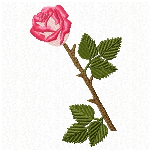 single rose on a stem with leaves and thorns